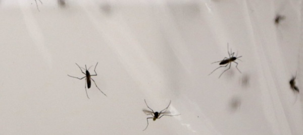 oms-svolta-storica-con-il-primo-vaccino-anti-malaria