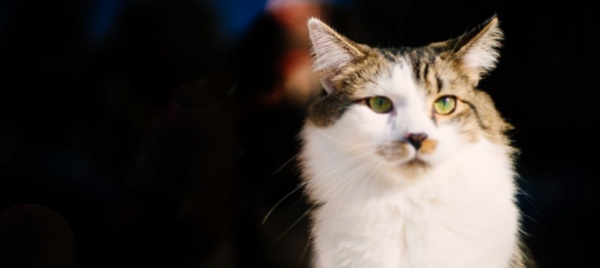 francia-stop-vendita-cuccioli-di-cani-e-gatti-nei-negozi