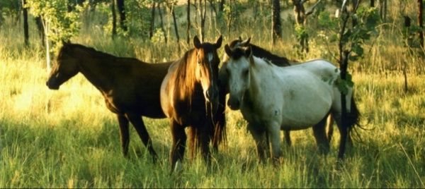 australia-cavalli-selvatici-rimossi-da-parco-nazionale