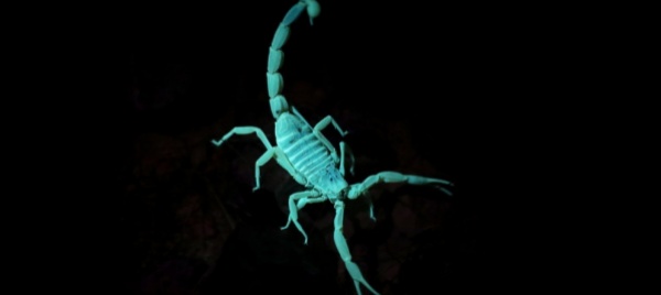 egitto-scorpioni-mordono-500-persone-ad-assuan