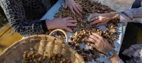 cabbio-posticipata-la-battitura-delle-castagne