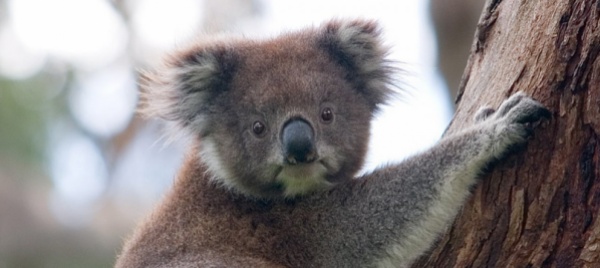 in-australia-koala-a-rischio-a-causa-della-clamidia
