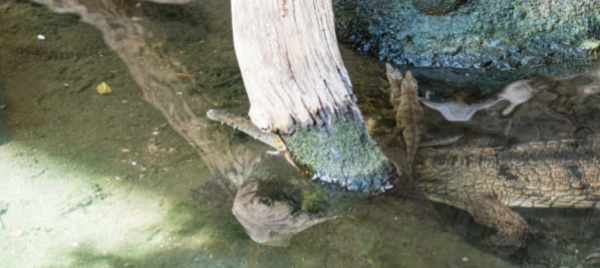 zoo-di-basilea-due-coccodrilli-d-acqua-dolce-diventano-grandi