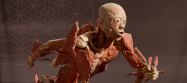 real-bodies-che-mostra-ma-i-corpi-da-dove-arrivano