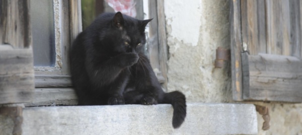 gatti-randagi-azione-di-cattura-a-gudo