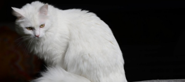gatti-danno-l-allarme-neonata-tratta-in-salvo-in-una-fogna