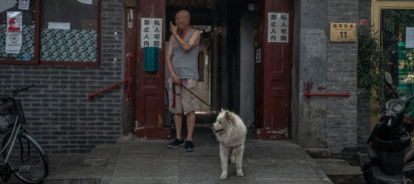 uccisi-cani-e-gatti-di-chi-e-in-quarantena
