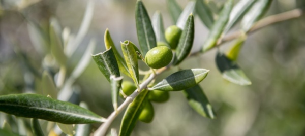 l-olio-prodotto-a-gandria-e-pronto