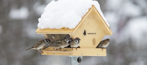 alimentazione-invernale-dei-piccoli-uccelli-come-farlo-per-bene