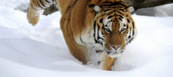 zoo-di-servion-e-morta-la-tigre-oural