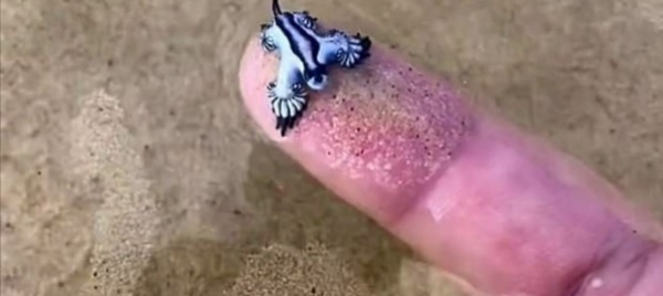 gioca-su-tiktok-con-un-animaletto-marino-che-e-velenosissimo