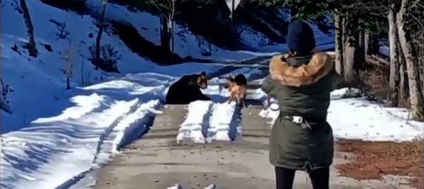 l-orso-goloso-star-dell-abruzzo-torna-a-farsi-vivo-in-paese