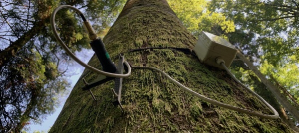 gli-alberi-depositi-di-carbonio-ma-per-pochi-giorni-l-anno