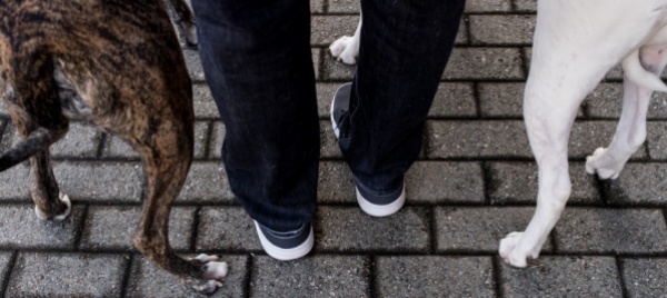 il-dog-park-non-rientra-nelle-opere-prioritarie