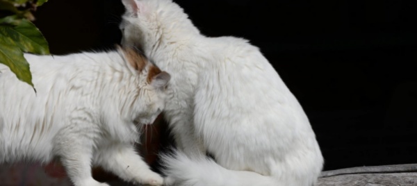 italia-l-accoppiamento-del-gatto-lo-porta-all-arresto