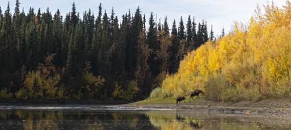 fino-a-20-gradi-nell-alaska-dal-clima-assurdo
