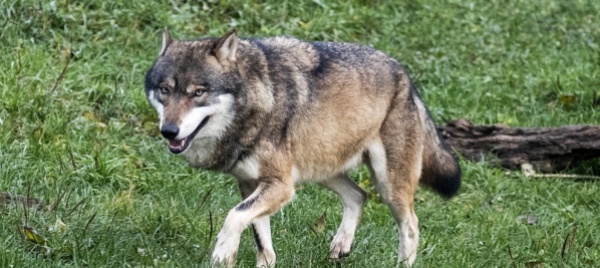 lupi-a-olivone-il-wwf-auspica-rispetto-comportamento-normale