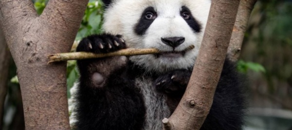 cina-trovato-un-fossile-di-panda-gigante-di-100-000-anni