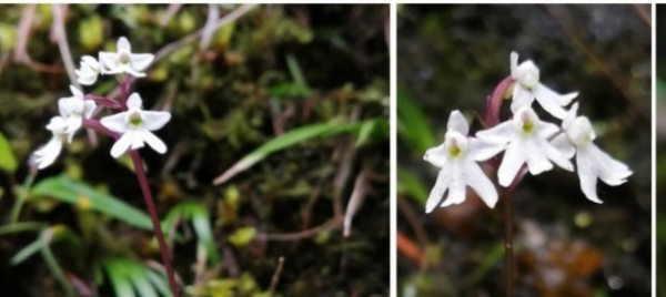 scoperta-in-cina-una-rarissima-orchidea-bianca