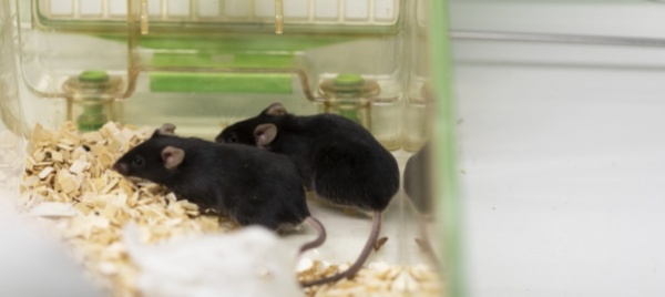 troppo-radicale-l-iniziativa-contro-esperimenti-sugli-animali