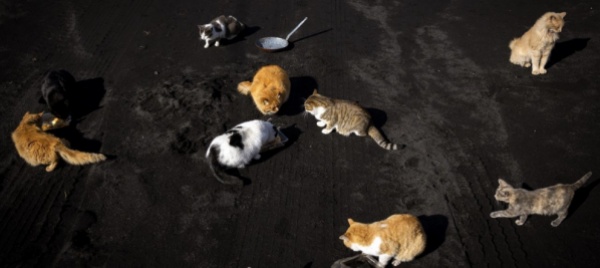 un-centinaio-di-gatti-morti-trovati-in-casa-di-un-pensionato
