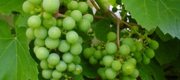 vallese-interi-vigneti-in-vendita-a-1-franco