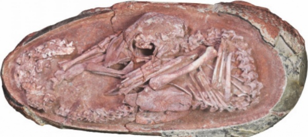 scoperto-un-embrione-di-dinosauro-conservato-in-un-uovo-fossile