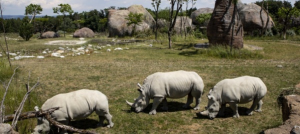 incidente-fra-animali-allo-zoo-zebra-uccisa-da-un-rinoceronte