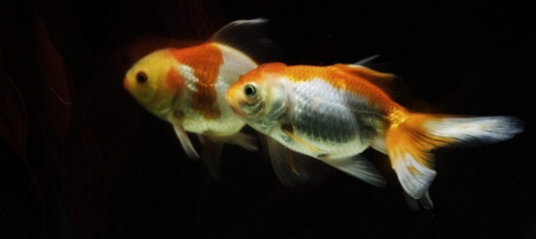 il-vero-pesce-pilota-e-l-acquario-a-quattro-ruote