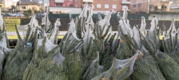 gli-alberi-di-natale-invenduti-agli-animali-dello-zoo