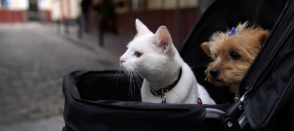 cani-e-gatti-in-affidamento-condiviso-in-caso-di-divorzio