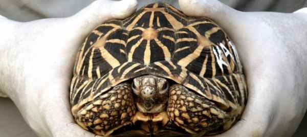 pene-piu-severe-per-il-traffico-di-piante-e-animali-protetti