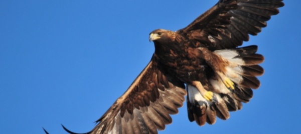 aquila-reale-vittima-di-una-turbina-eolica-nel-giura-bernese