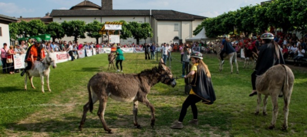 mendrisio-il-palio-lancia-l-appello-mancano-asinelli