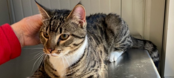 trovato-un-gatto-tigrato-e-bianco-a-bellinzona