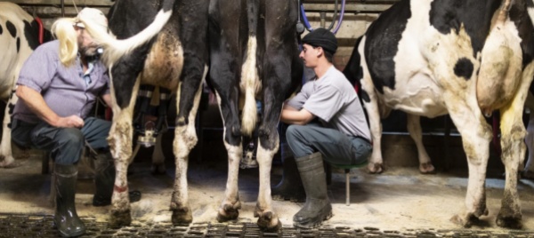 latte-bio-i-contadini-ottengono-quattro-centesimi-in-piu