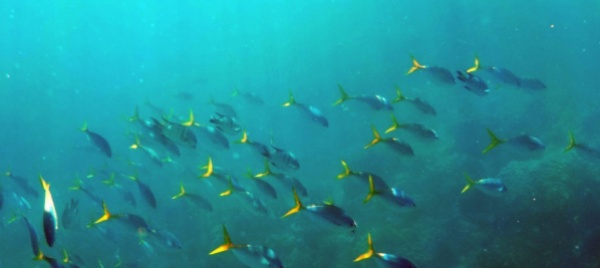 in-500-anni-si-e-estinto-il-10-delle-specie-conosciute