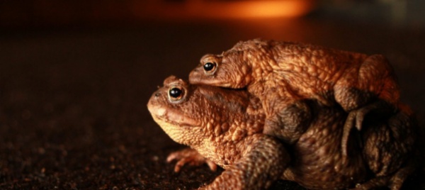 la-superstrada-fa-vittime-nella-piccola-fauna-s-intervenga
