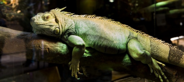macche-giorni-della-merla-in-florida-sono-quelli-dell-iguana