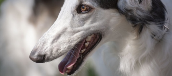 locarno-diversifica-le-tasse-per-i-proprietari-di-cani