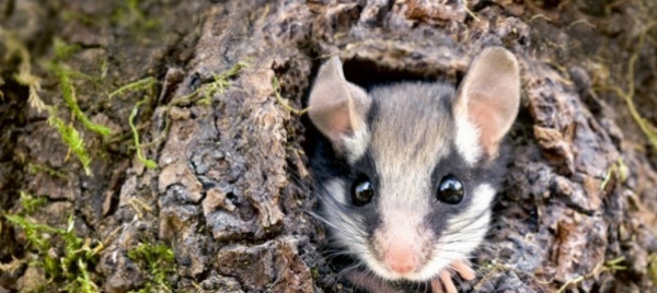 pro-natura-il-quercino-eletto-animale-dell-anno-2022