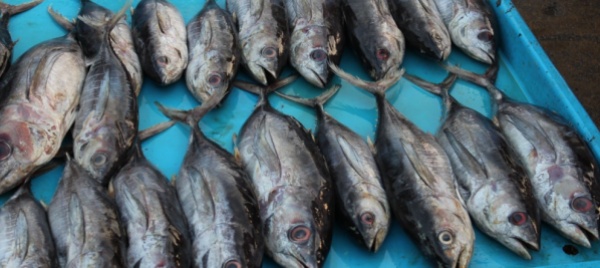 dalla-start-up-israeliana-il-pesce-vegetale-simile-a-quello-vero
