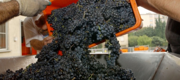 droni-e-galline-fra-i-vigneti-viticoltori-ecosostenibili