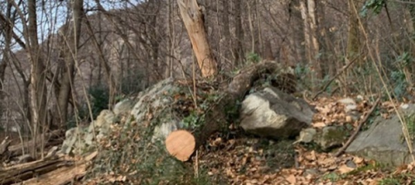 un-albero-cade-e-sfiora-degli-escursionisti-a-solduno-vattagne