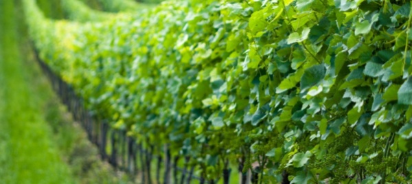 vendemmia-in-vallese-nel-2021-la-piu-bassa-di-sempre