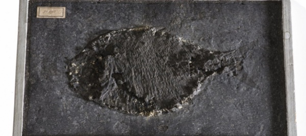 online-i-pesci-fossili-del-museo-di-storia-naturale-di-neuchatel