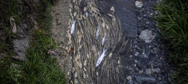 torna-utilizzabile-l-acqua-dei-canali-del-piano-di-magadino