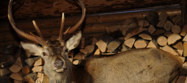 roadkill-non-piacciono-ma-funzionano-i-beeep-anticervo