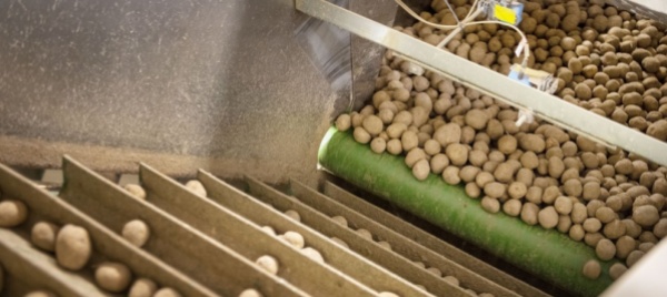 cattivo-raccolto-la-svizzera-potra-aumentare-l-import-di-patate
