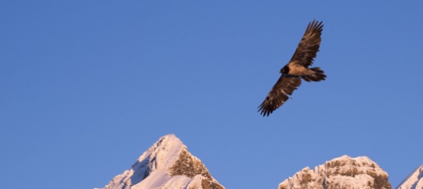 il-40-degli-uccelli-nidificanti-in-svizzera-e-minacciato